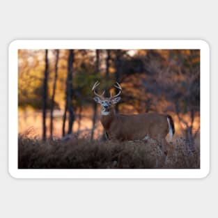 White-tailed Deer at Sunset Sticker